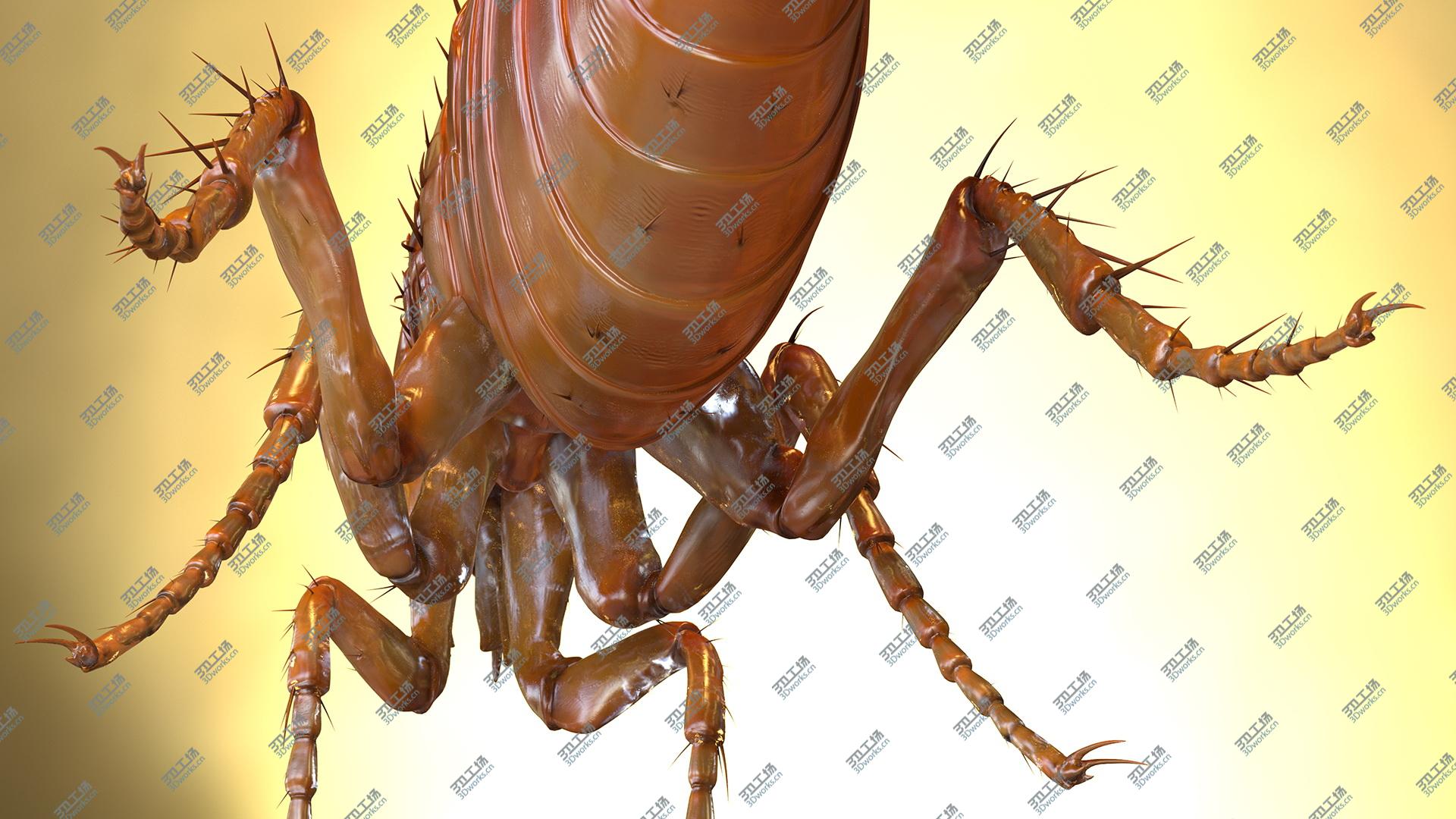 images/goods_img/202104093/Flea Standing Pose model/5.jpg